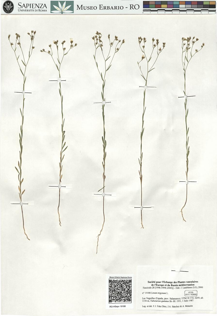 Linum trigynum L.  -  RO-HSepv 19188 photo