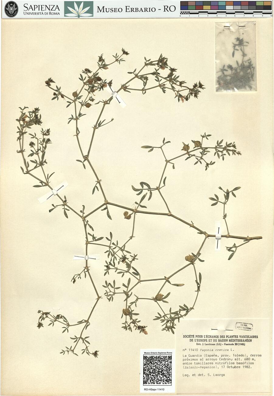 Fagonia cretica L.  -  RO-HSepv 11410 photo