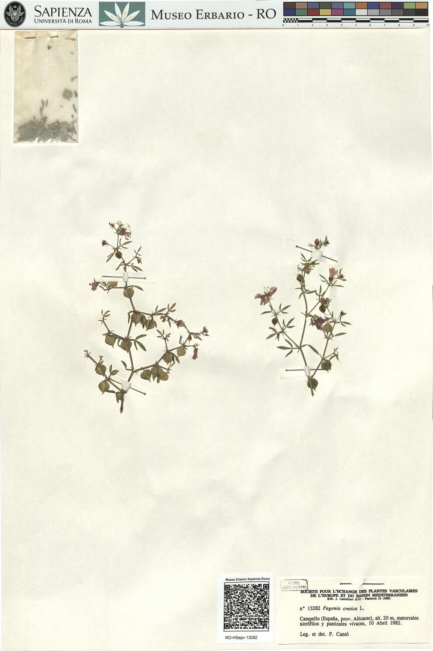 Fagonia cretica L.  -  RO-HSepv 13282 photo
