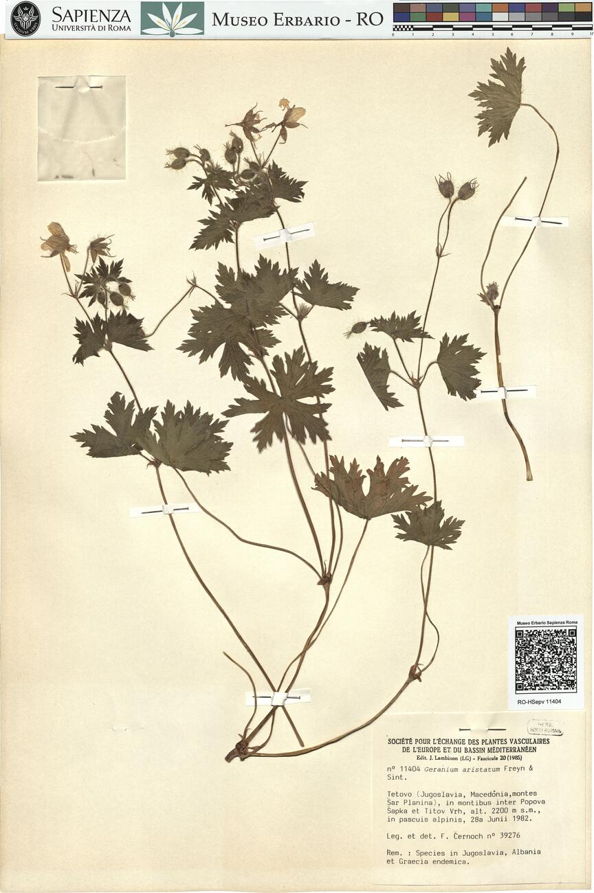 Geranium aristatum Freyn & Sint. -  RO-HSepv 11404 photo
