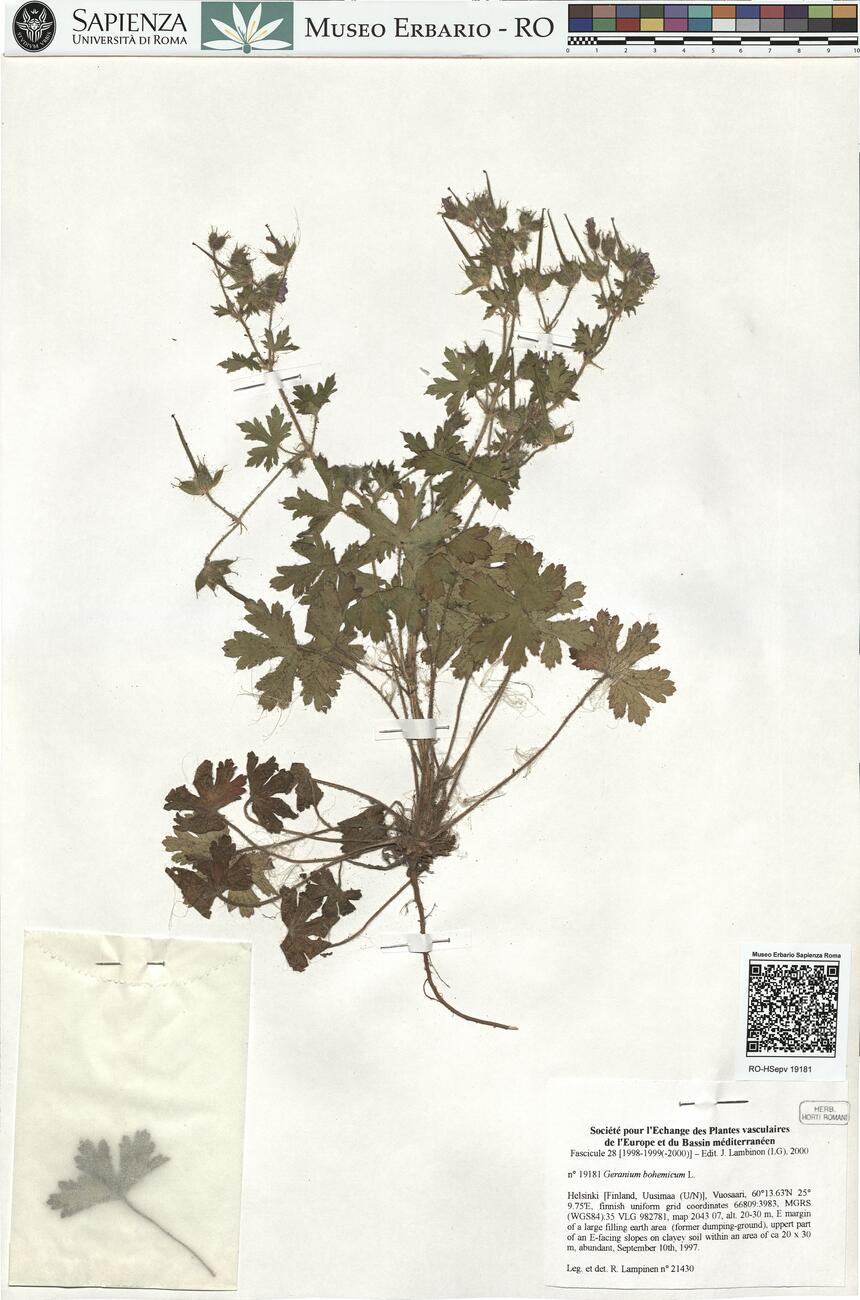 Geranium bohemicum L.  -  RO-HSepv 19181 photo