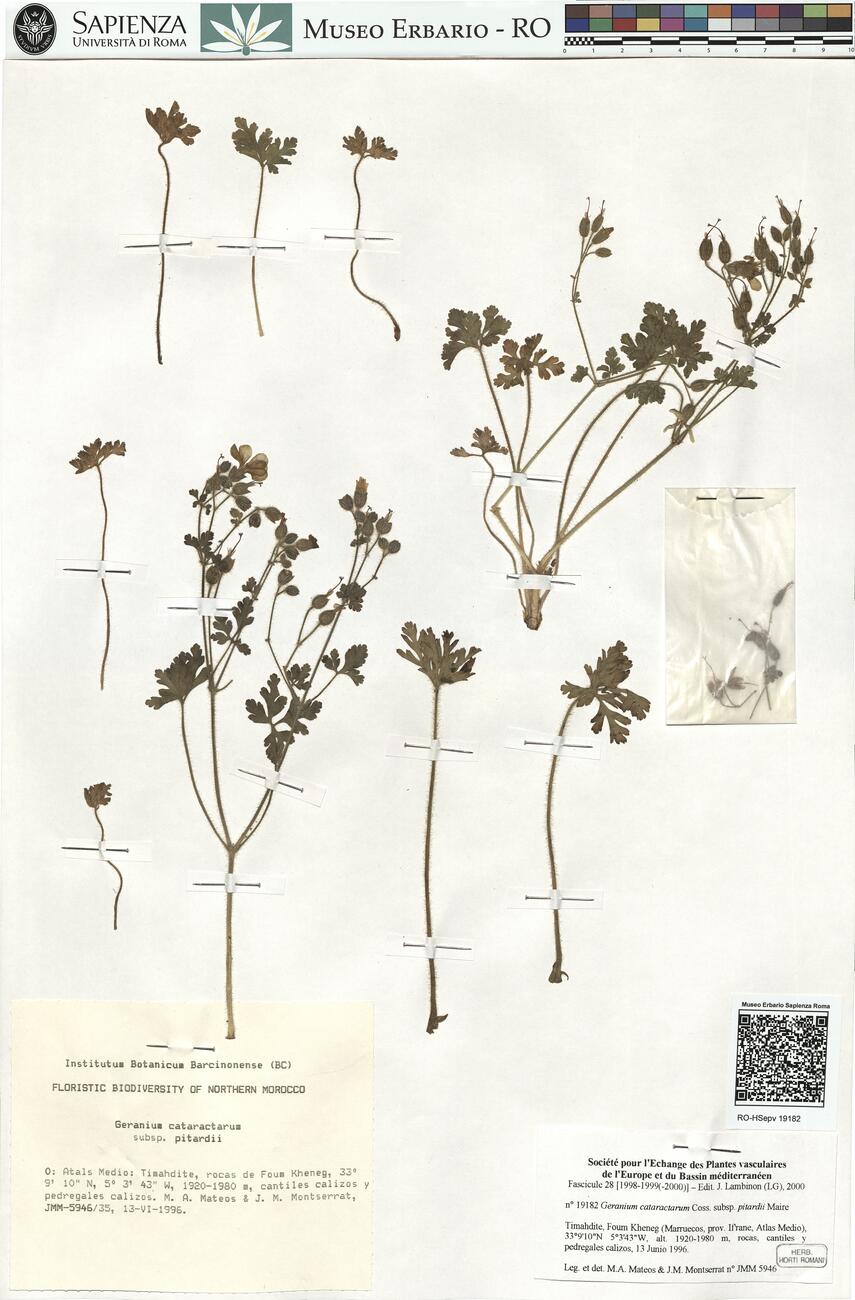 Geranium cataractarum Coss. subsp. pitardii Maire -  RO-HSepv 19182 photo