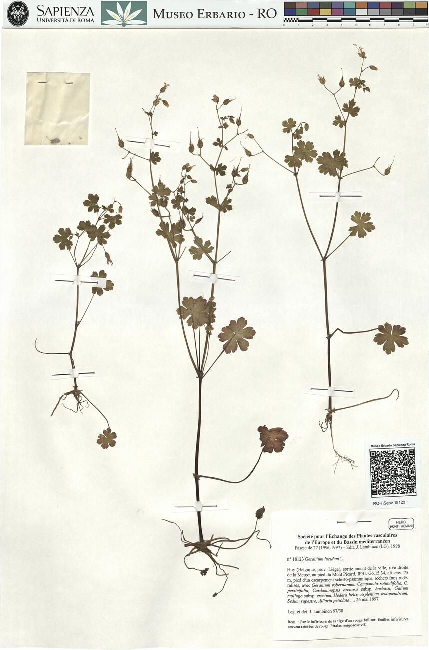 Geranium lucidum L.  -  RO-HSepv 18123 photo