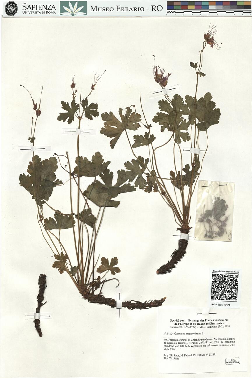 Geranium macrorrhizum L. -  RO-HSepv 18124 photo