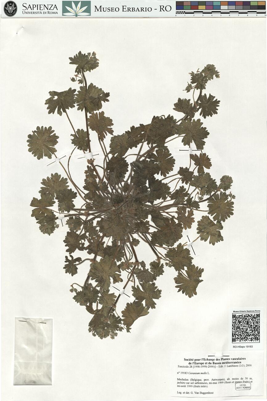 Geranium molle L.  -  RO-HSepv 19183 photo