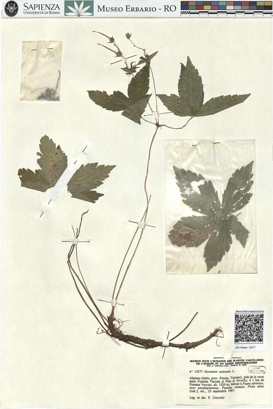 Geranium nodosum L.  -  RO-HSepv 13277 photo