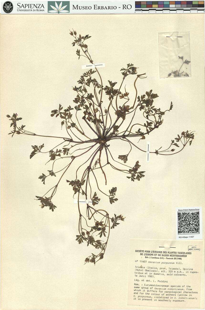 Geranium purpureum Vill. -  RO-HSepv 11407 photo
