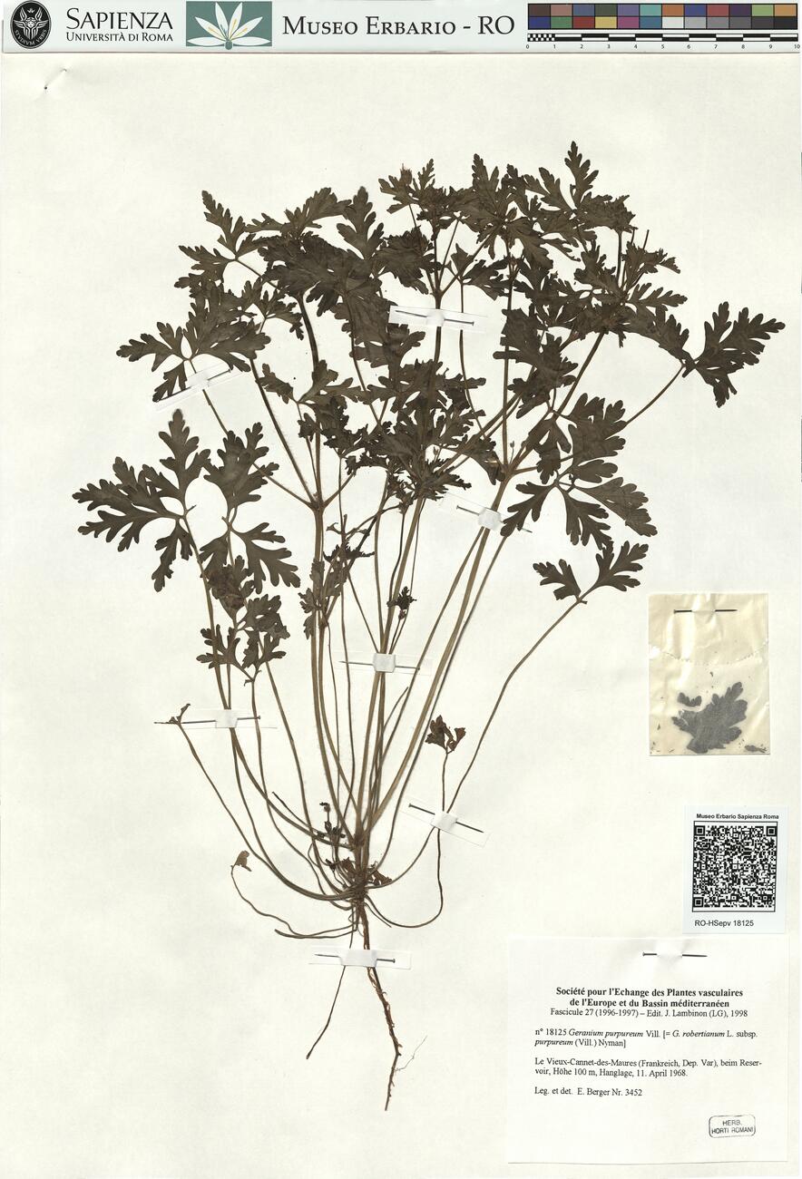 Geranium purpureum Vill. -  RO-HSepv 18125 photo