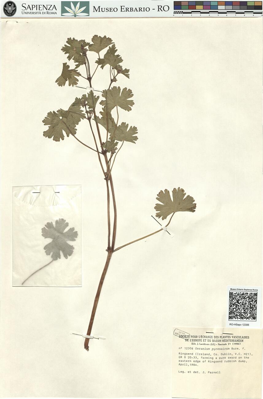Geranium pyrenaicum Burm. f. -  RO-HSepv 12306 photo