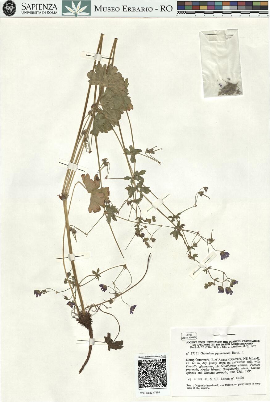 Geranium pyrenaicum Burm. f. -  RO-HSepv 17151 photo