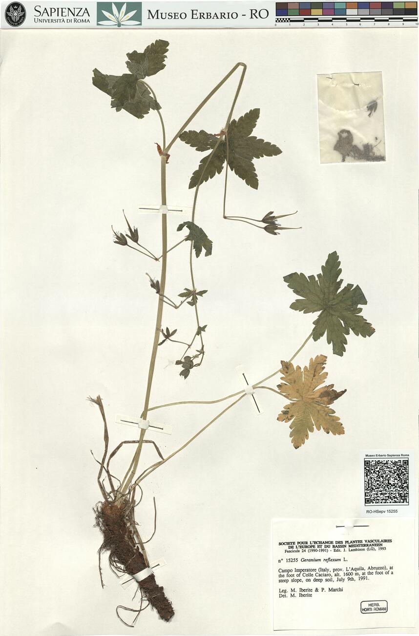 Geranium reflexum L.  -  RO-HSepv 15255 photo