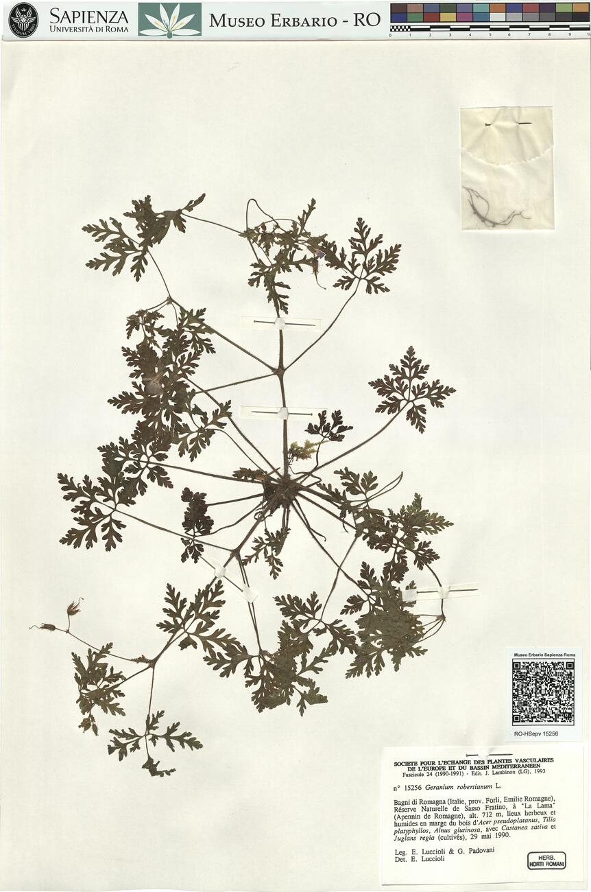 Geranium robertianum L.  -  RO-HSepv 15256 photo