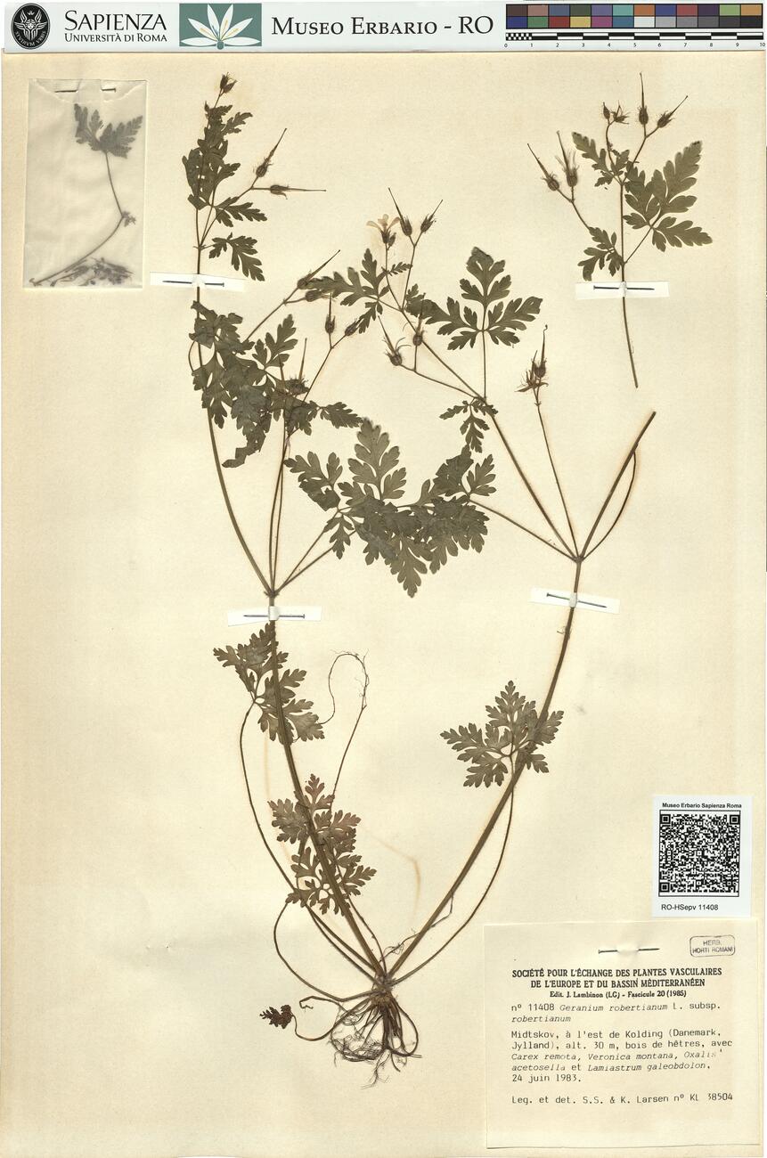 Geranium robertianum L. subsp. robertianum  -  RO-HSepv 11408 photo