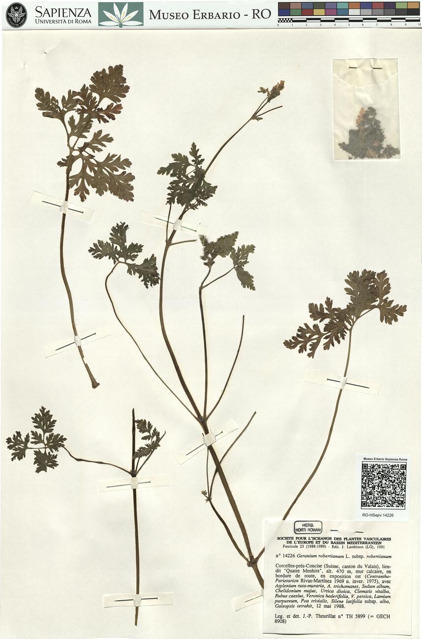 Geranium robertianum L. subsp. robertianum  -  RO-HSepv 14226 photo
