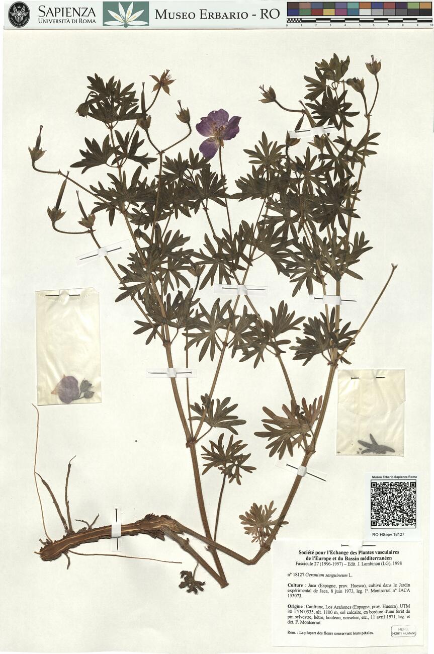 Geranium sanguineum L. -  RO-HSepv 18127 photo