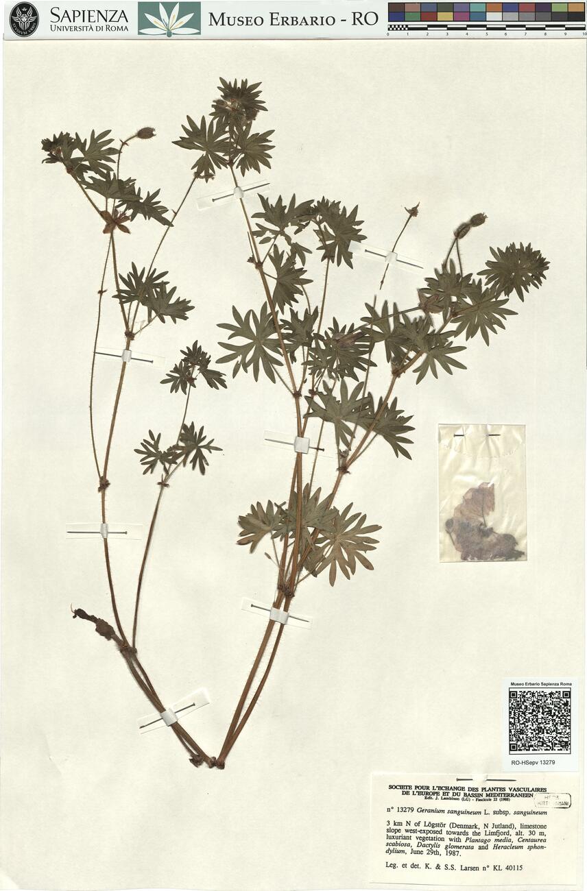 Geranium sanguineum L. subsp. sanguineum  -  RO-HSepv 13279 photo