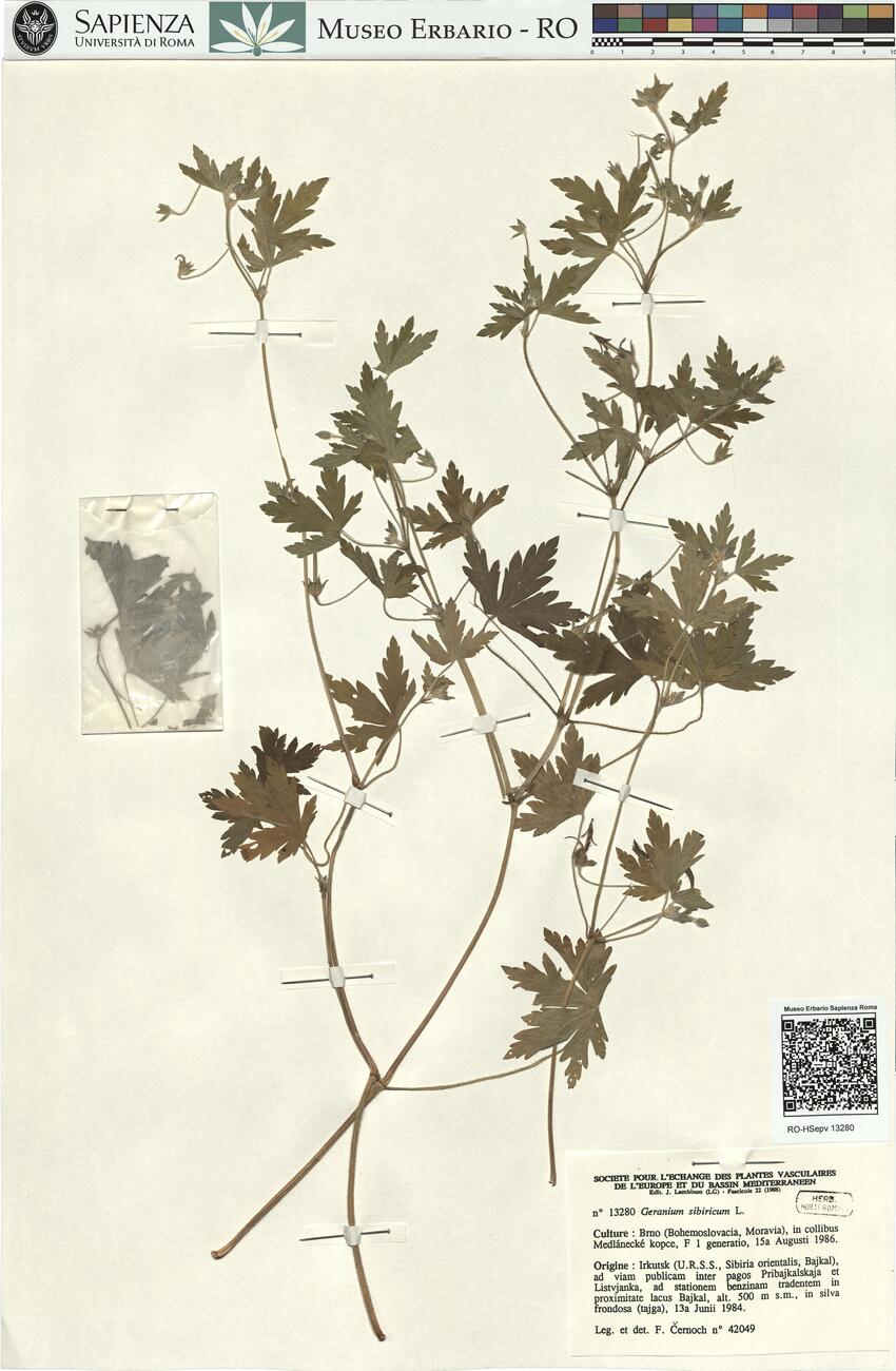 Geranium sibiricum L.  -  RO-HSepv 13280 photo