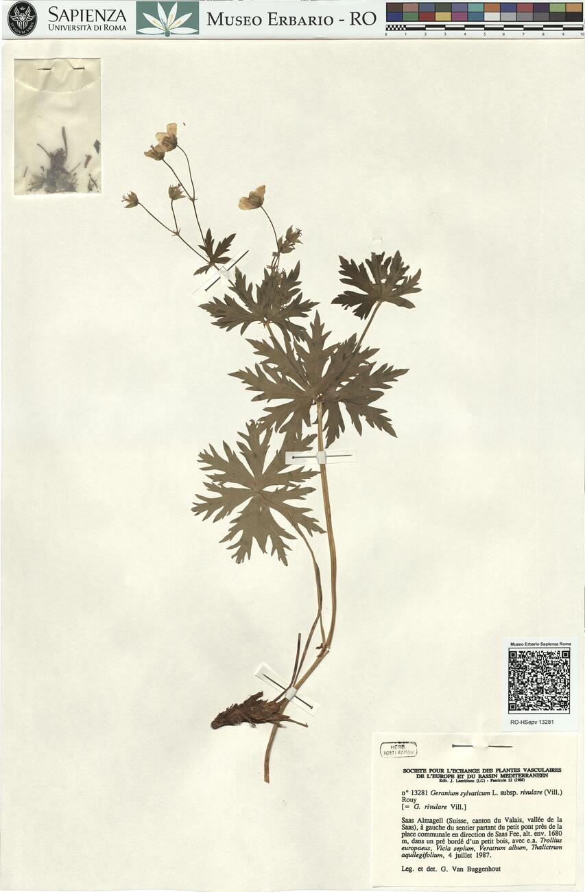 Geranium sylvaticum L. subsp. rivulare (Vill.) Rouy -  RO-HSepv 13281 photo
