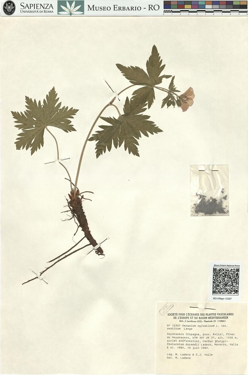 Geranium sylvaticum L. var. vestitum Lange -  RO-HSepv 12307 photo