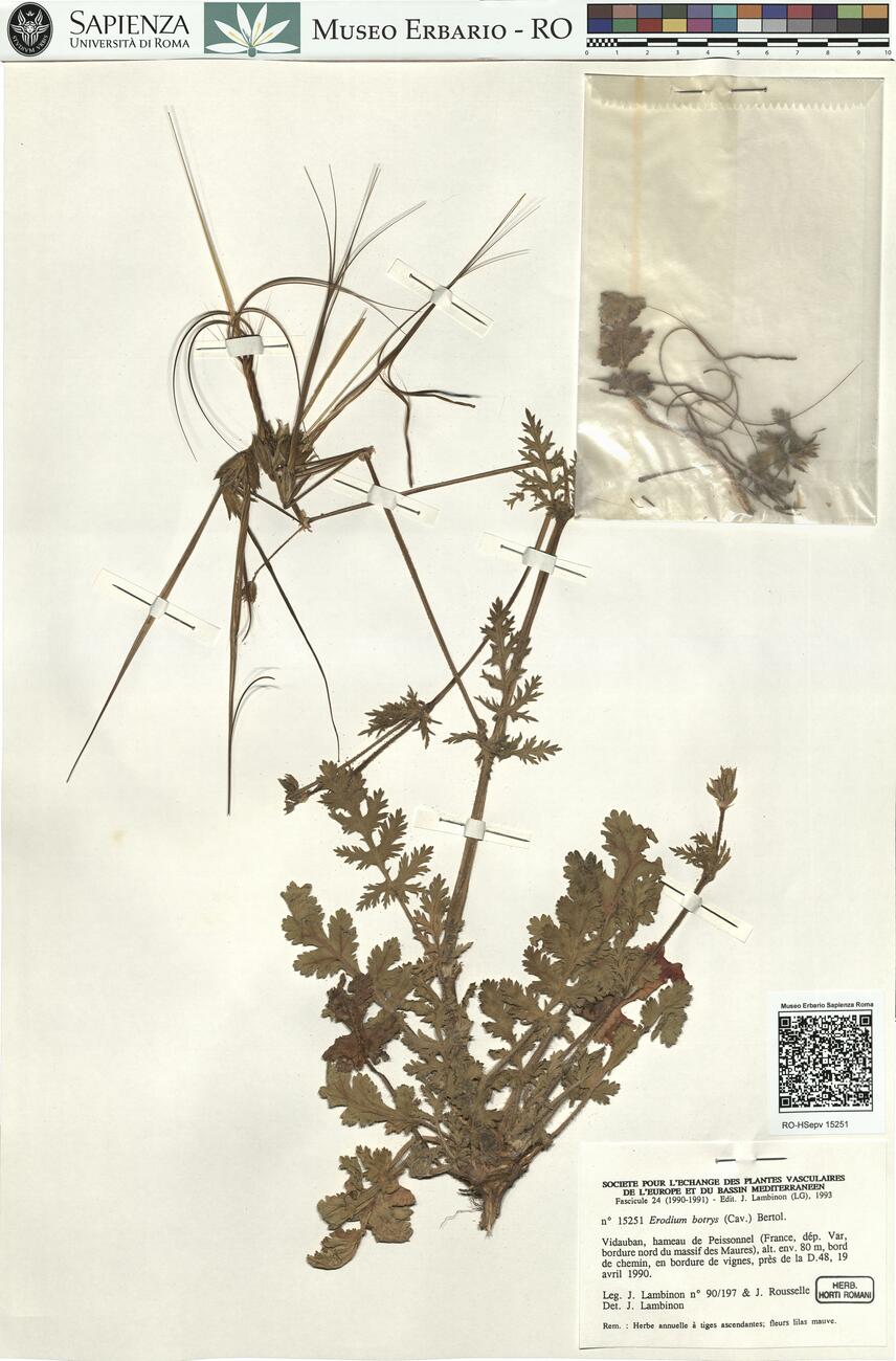 Erodium botrys (Cav.) Bertol. -  RO-HSepv 15251 photo