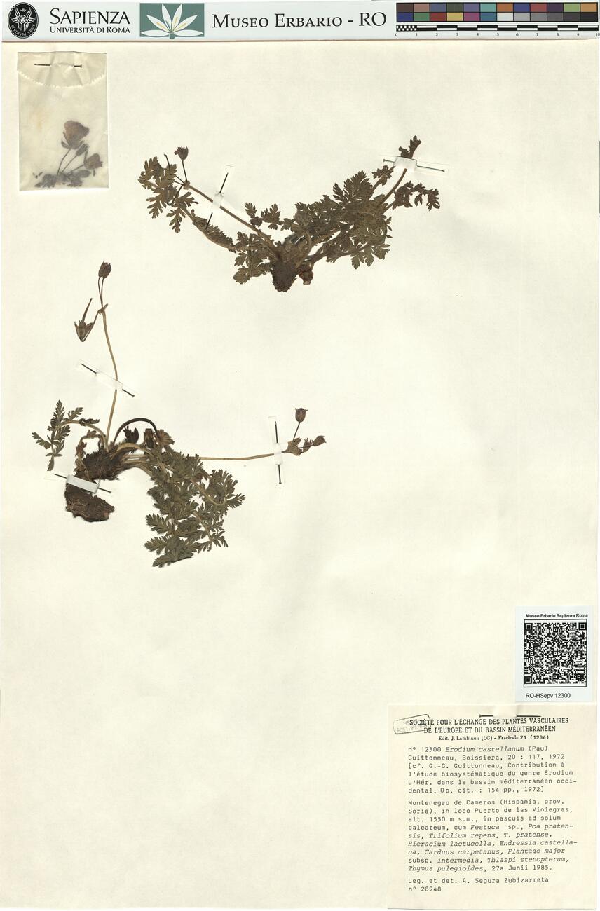 Erodium castellanum (Pau) Guittonneau ^ -  RO-HSepv 12300 photo