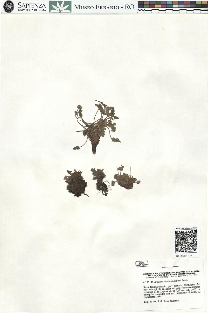 Erodium cheilanthifolium Boiss.  -  RO-HSepv 17145 photo