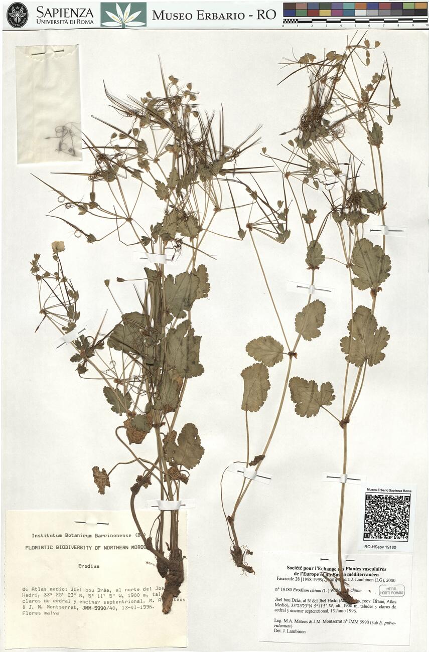 Erodium chium (L.) Willd. var. chium -  RO-HSepv 19180 photo
