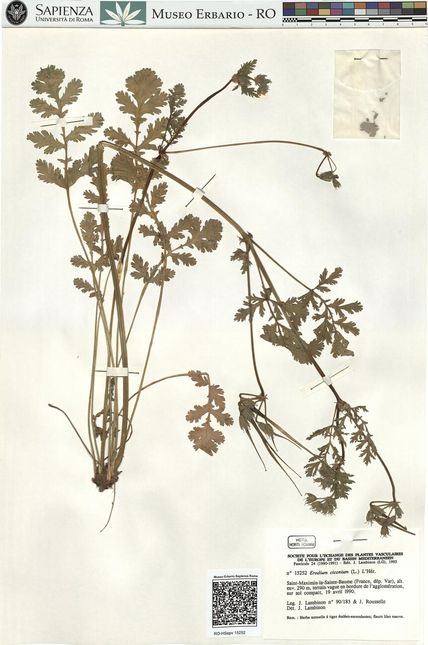 Erodium ciconium (L.) L'Hér.  -  RO-HSepv 15252 photo