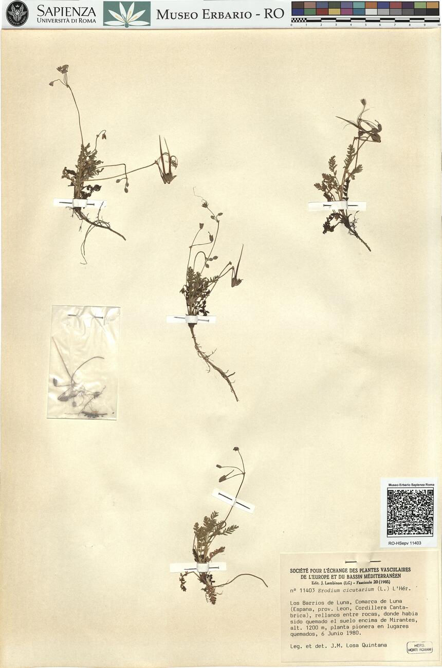 Erodium cicutarium  (L.) L'Hér.   -  RO-HSepv 11403 photo