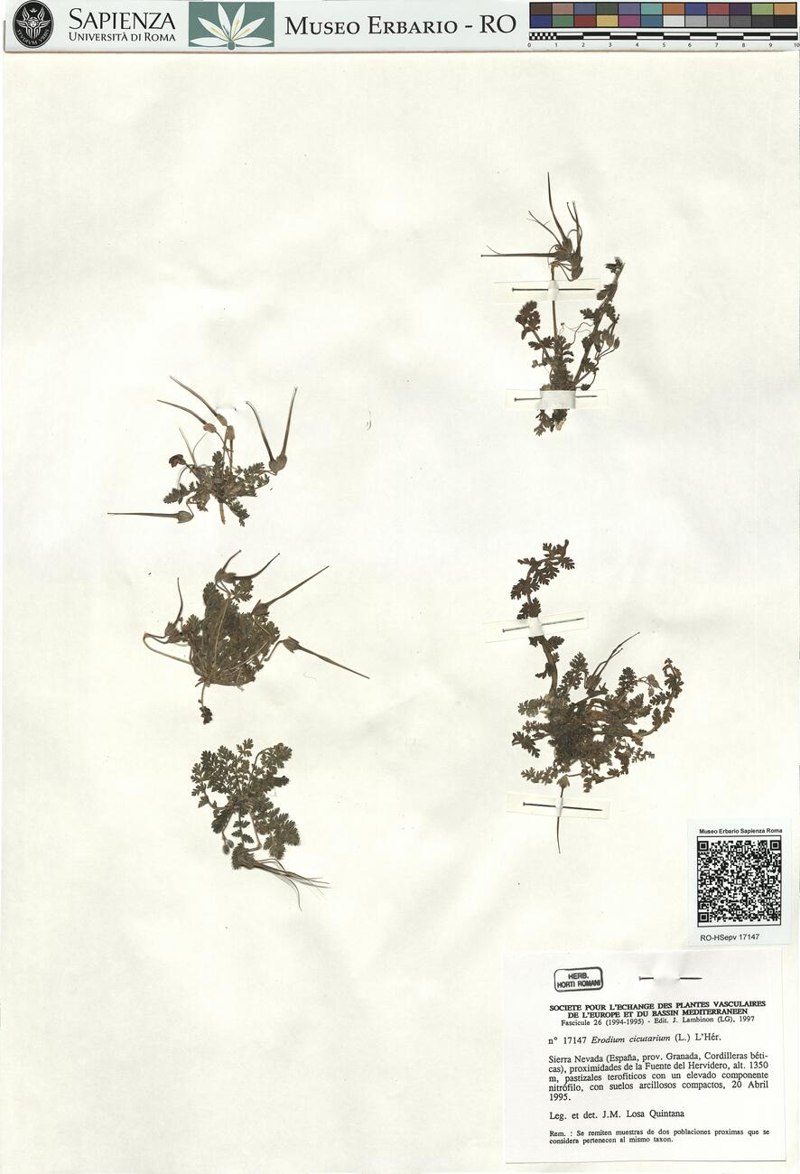 Erodium cicutarium  (L.) L'Hér.   -  RO-HSepv 17147 photo