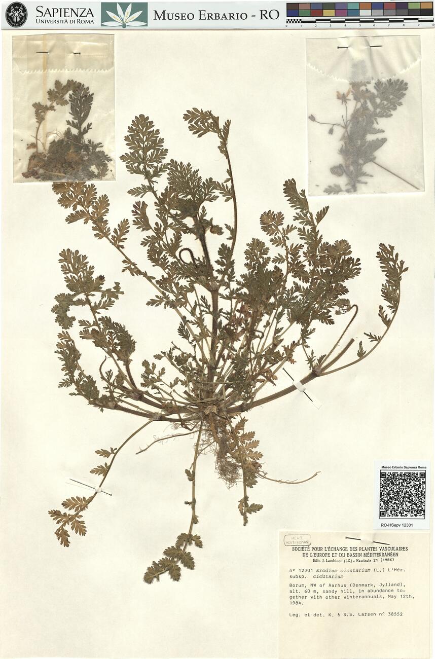 Erodium cicutarium (L.) L'Hér. subsp. cicutarium -  RO-HSepv 12301 photo