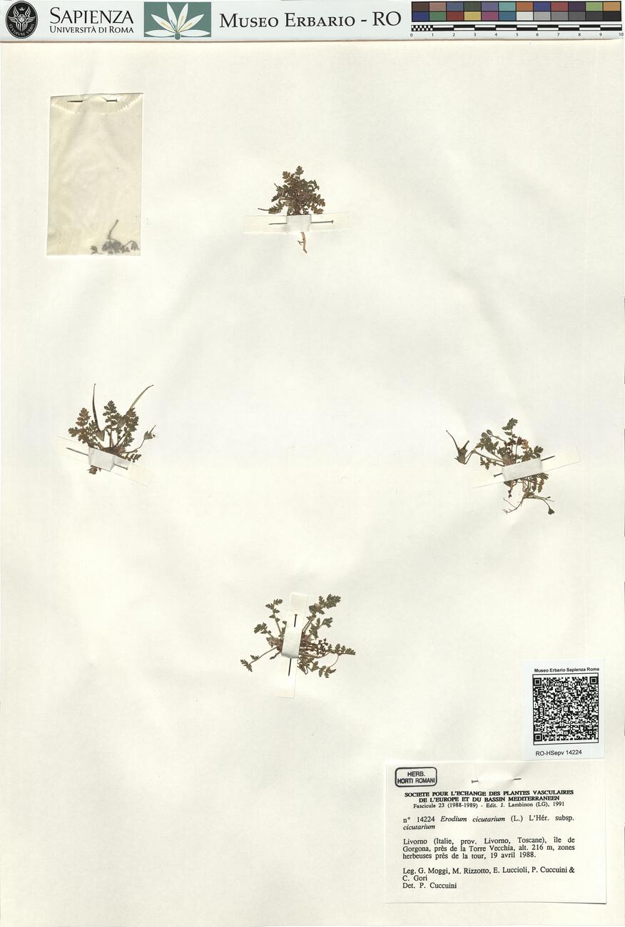 Erodium cicutarium (L.) L'Hér. subsp. cicutarium -  RO-HSepv 14224 photo