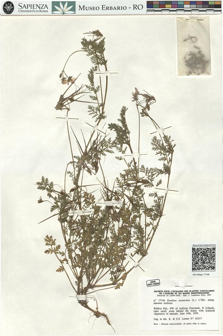 Erodium cicutarium (L.) L'Hér. subsp. dunense Andreas -  RO-HSepv 17146 photo