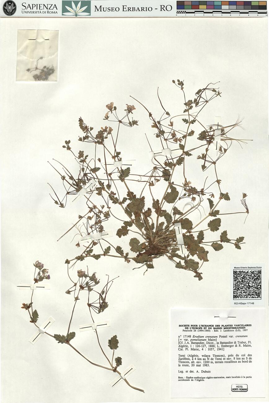Erodium crenatum Pomel var. crenatum -  RO-HSepv 17148 photo