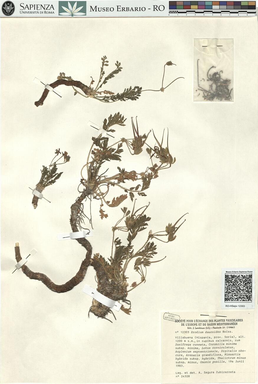 Erodium daucoides Boiss. -  RO-HSepv 12303 photo