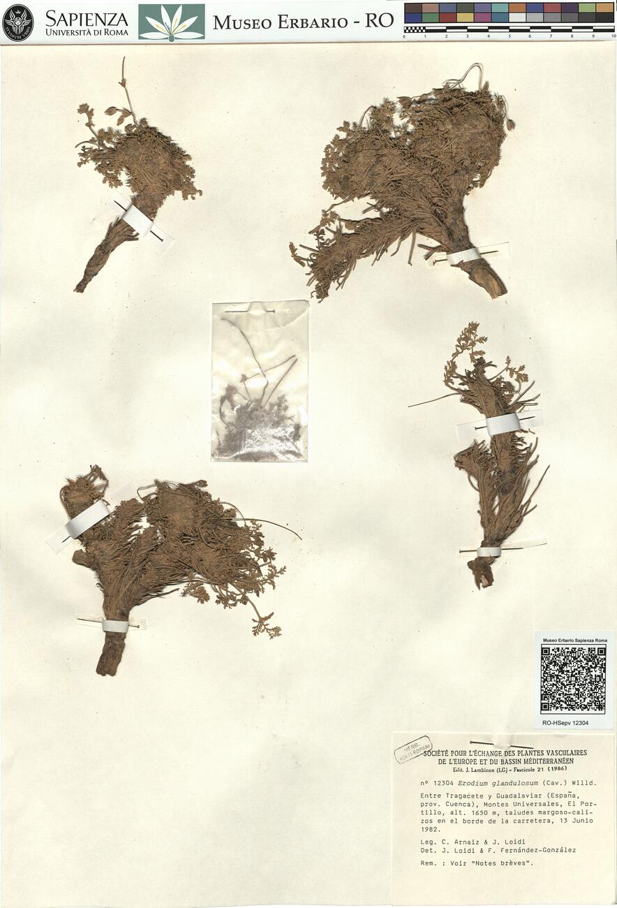 Erodium glandulosum (Cav.) Willd. -  RO-HSepv 12304 photo