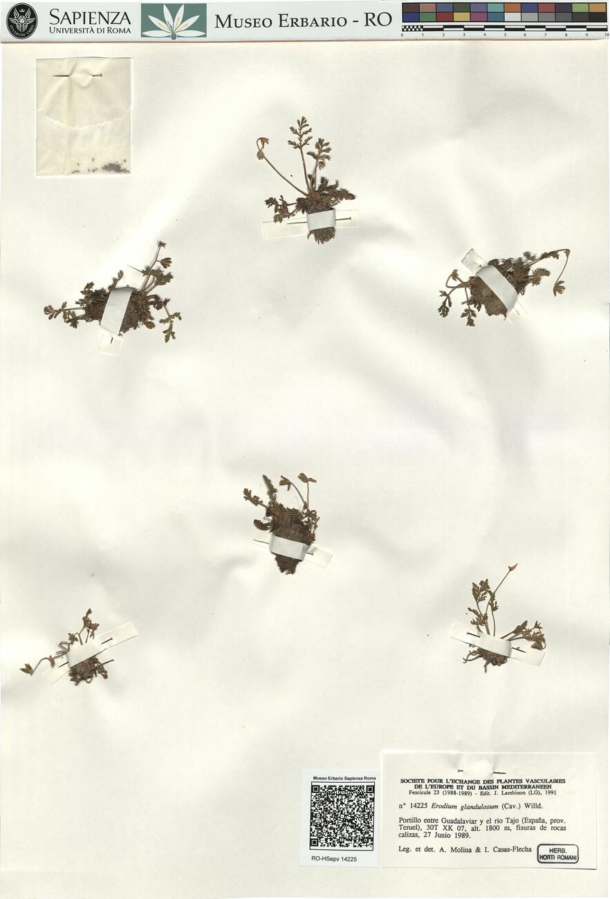 Erodium glandulosum (Cav.) Willd. -  RO-HSepv 14225 photo