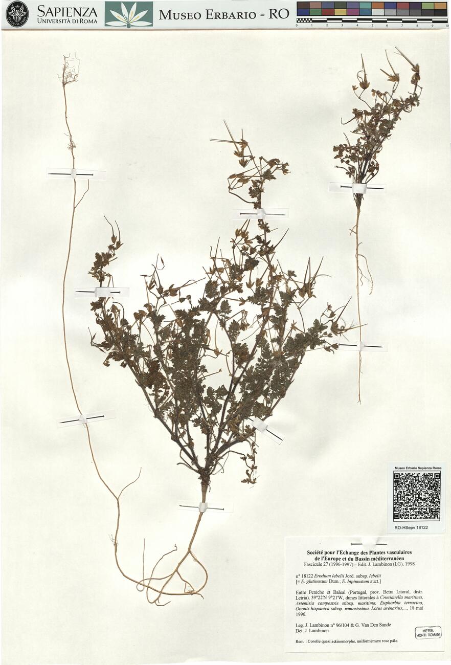 Erodium lebelii Jord. subsp. lebelii -  RO-HSepv 18122 photo