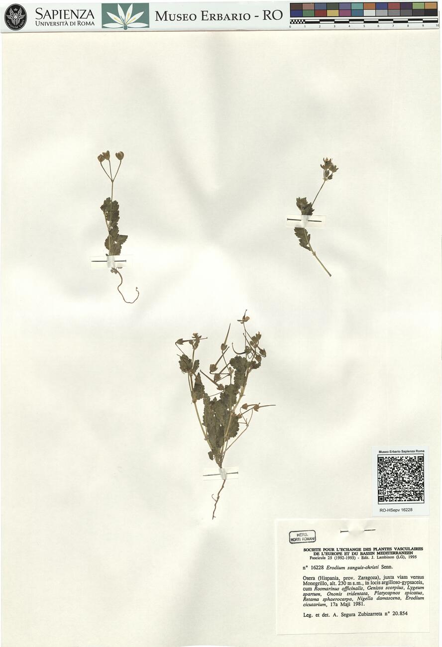 Erodium sanguis-christi Senn. -  RO-HSepv 16228 photo