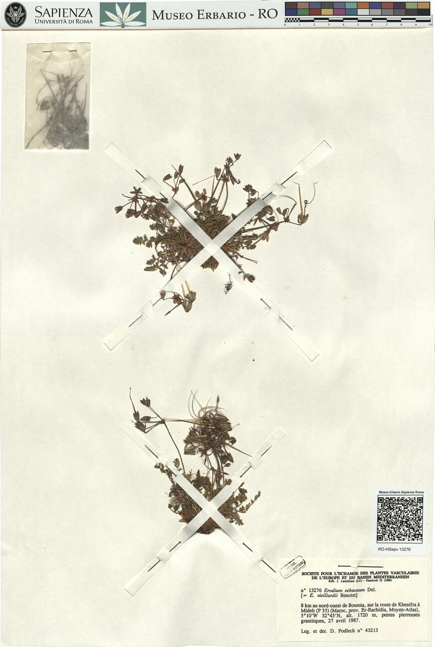 Erodium sebaceum Del. -  RO-HSepv 13276 photo