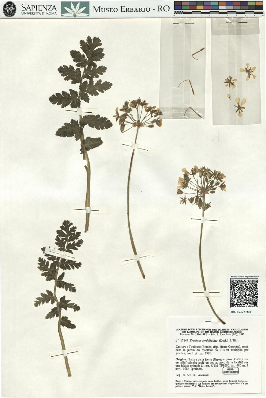 Erodium tordylioides (Desf.) L'Hér. -  RO-HSepv 17149 photo