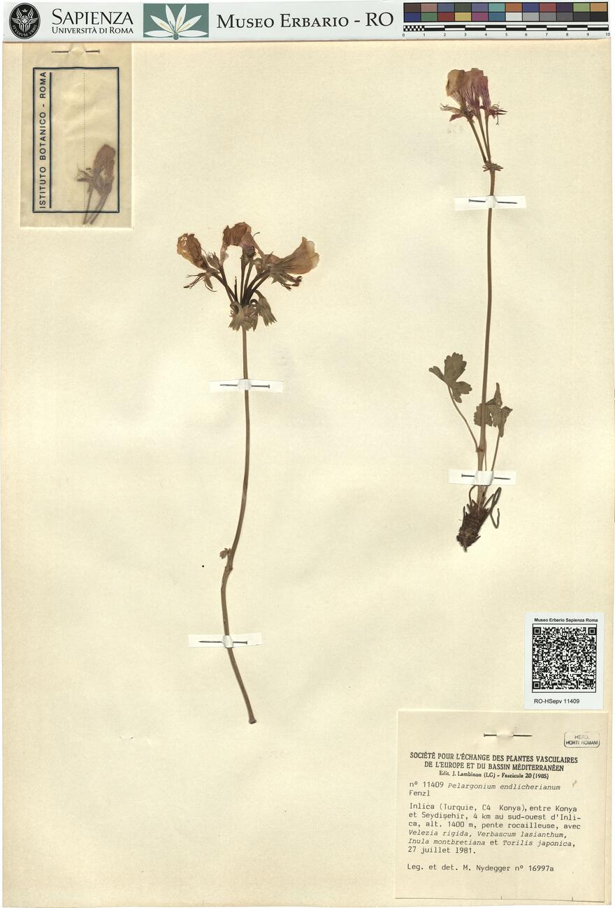 Pelargonium endlicherianum Fenzl -  RO-HSepv 11409 photo