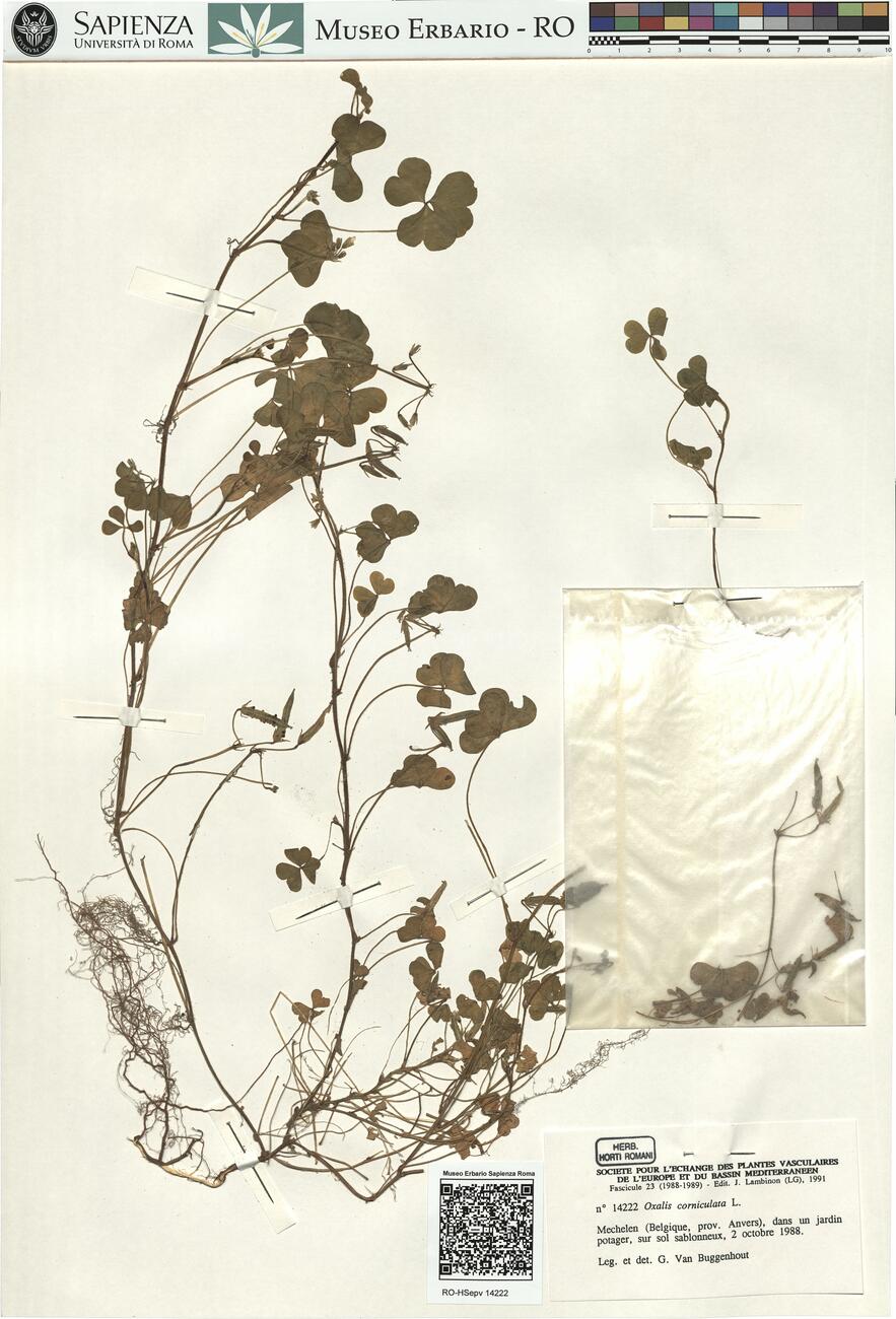 Oxalis curniculata L. -  RO-HSepv 14222 photo