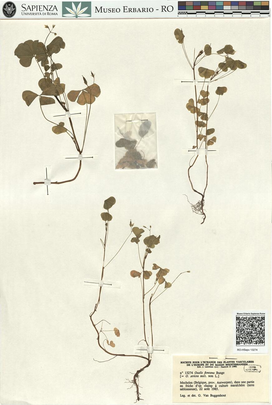 Oxalis fontana Bunge -  RO-HSepv 13274 photo