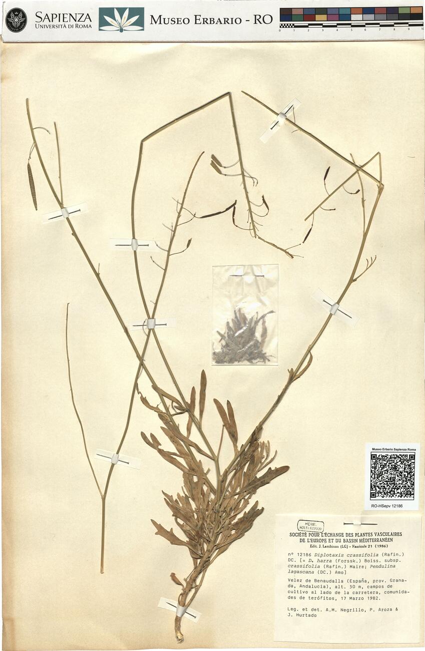 Diplotaxis crassifolia (Rafin.) DC. -  RO-HSepv 12186 photo