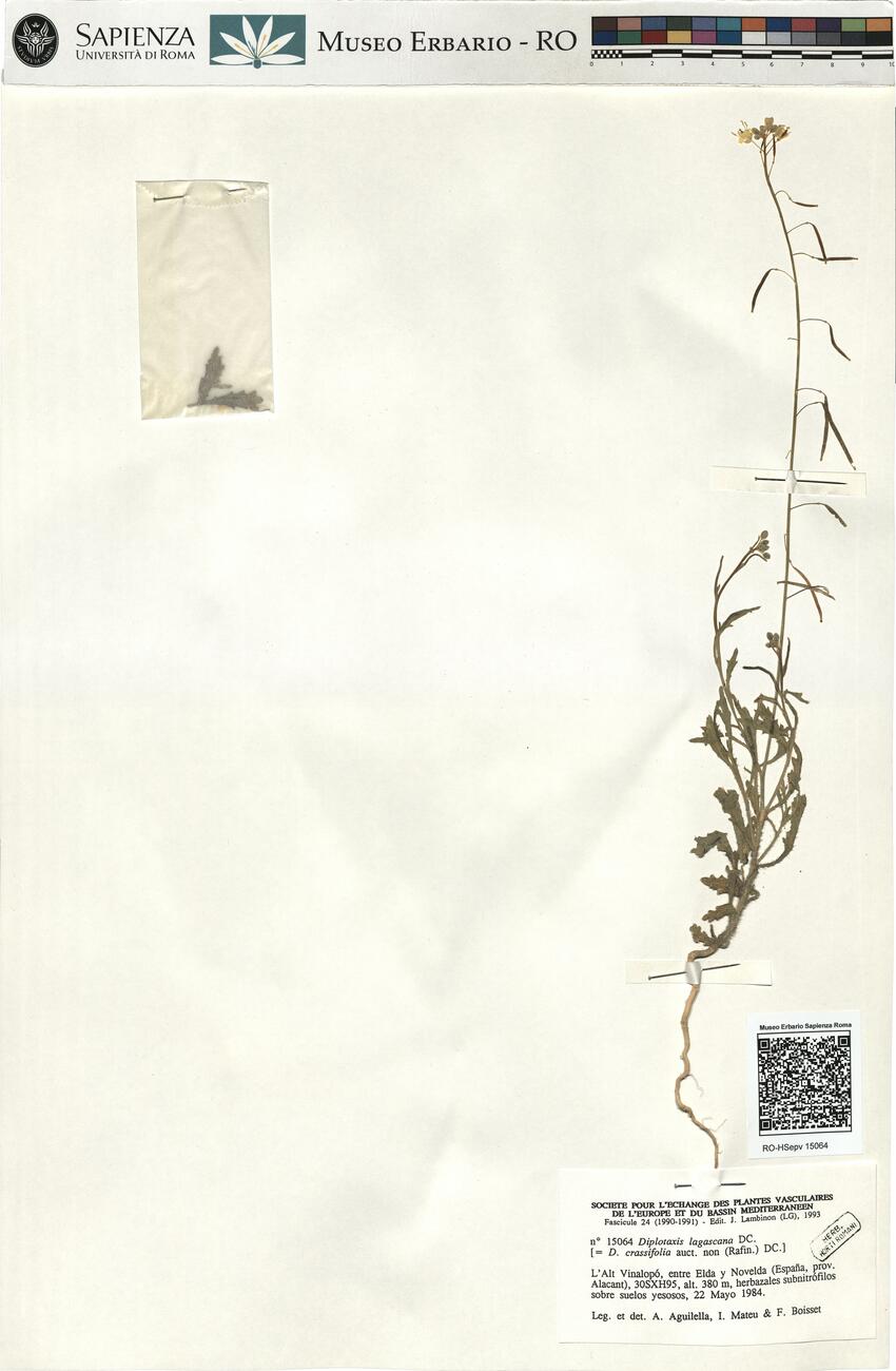 Diplotaxis lagascana DC.  -  RO-HSepv 15064 photo