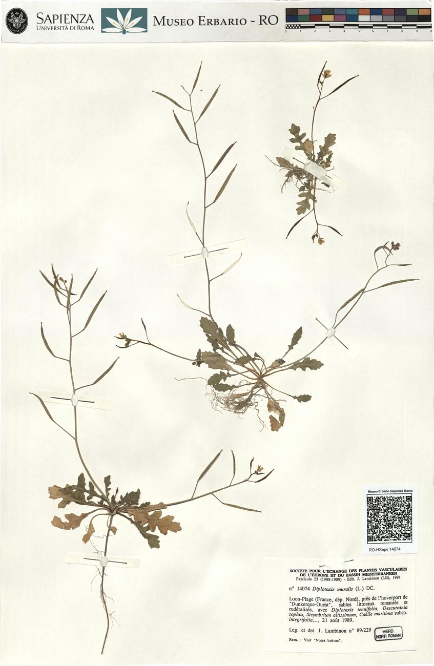 Diplotaxis muralis (L.) DC. -  RO-HSepv 14074 photo