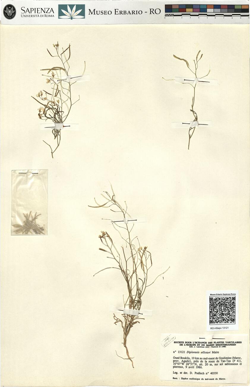 Diplotaxis ollivieri Maire -  RO-HSepv 13121 photo