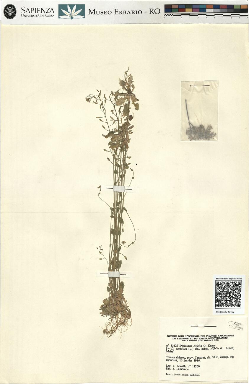Diplotaxis siifolia G. Kunze -  RO-HSepv 13122 photo