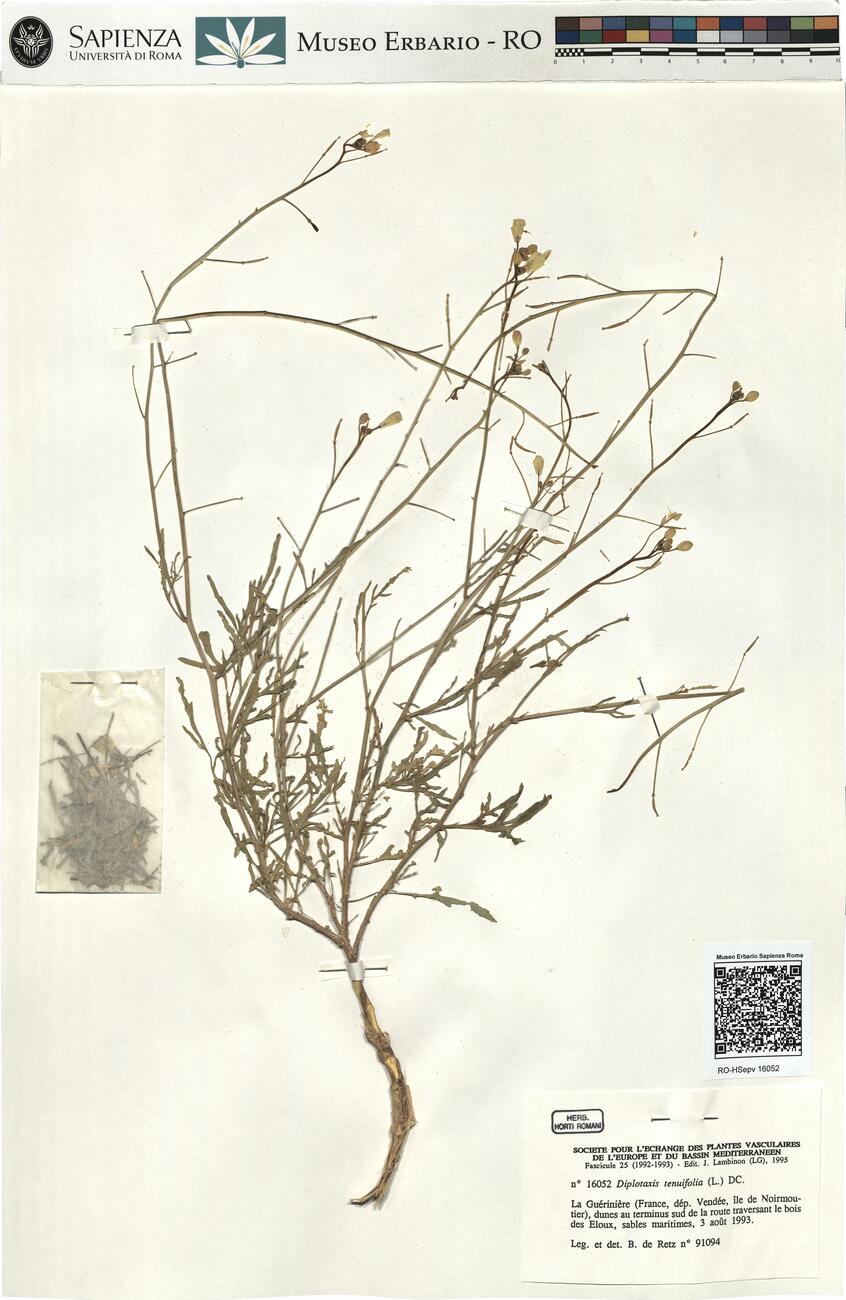 Diplotaxis tenuifolia (L.) DC.  -  RO-HSepv 16052 photo